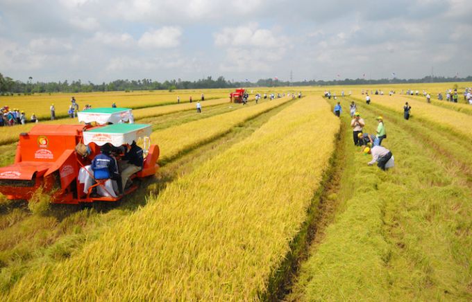 Cá nhân không trực tiếp sản xuất nông nghiệp vẫn được nhận chuyển nhượng đất lúa