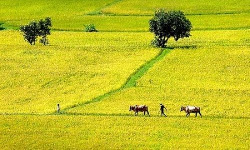 MỘT SỐ LƯU Ý VỀ HẠN MỨC GIAO ĐẤT NÔNG NGHIỆP