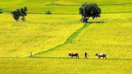 MỘT SỐ LƯU Ý VỀ HẠN MỨC GIAO ĐẤT NÔNG NGHIỆP
