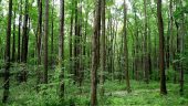 Hạn mức giao đất rừng sản xuất cho hộ gia đình, cá nhân