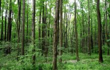 Hạn mức giao đất rừng sản xuất cho hộ gia đình, cá nhân