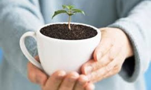 MỘT SỐ LƯU Ý KHI CHUYỂN GIAO QUYỀN SỞ HỮU GIỐNG CÂY TRỒNG